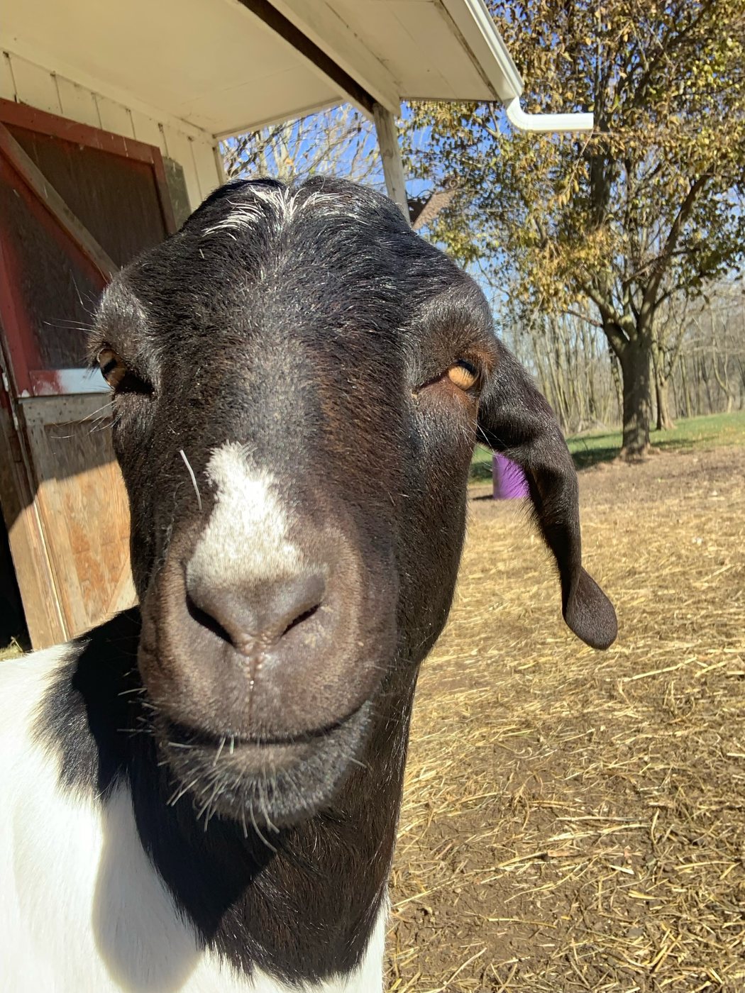 Collins Farm Boer goat standing by the barn