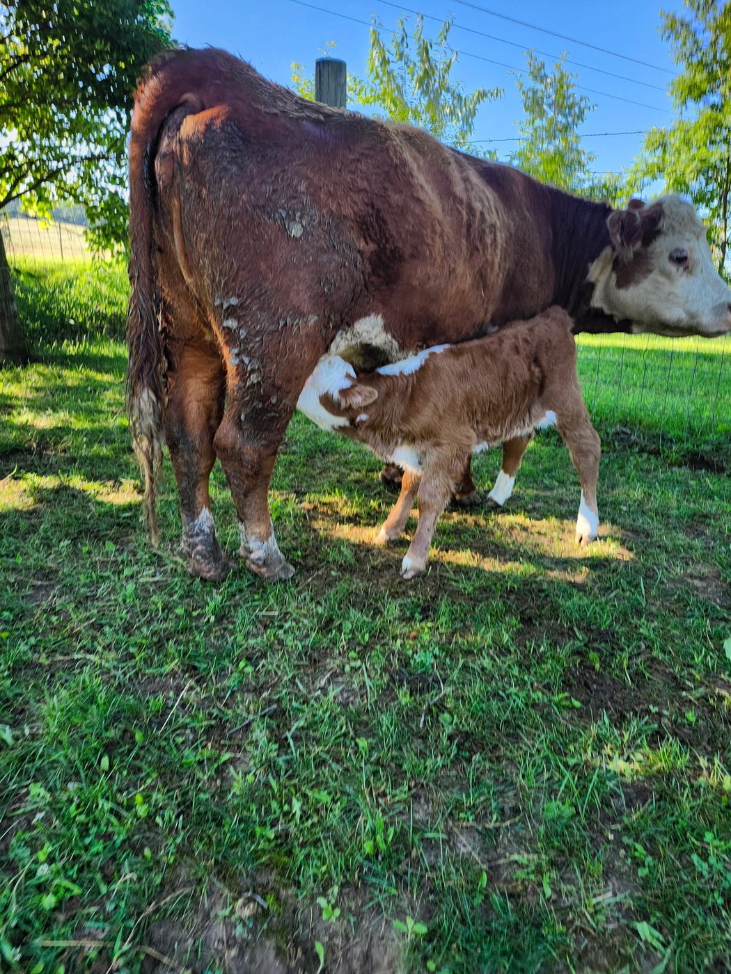 Mini Hereford cow nursing her calf at Collins Farm